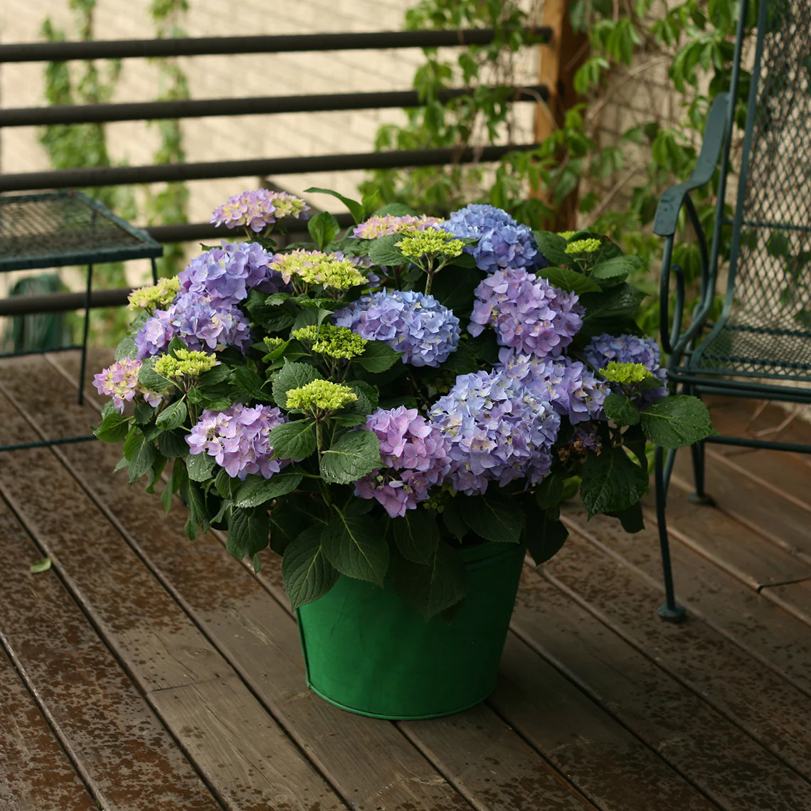 Let's Dance® Rhythmic Blue® Bigleaf Hydrangea 5 Let's Dance® Rhythmic Blue® Bigleaf Hydrangea