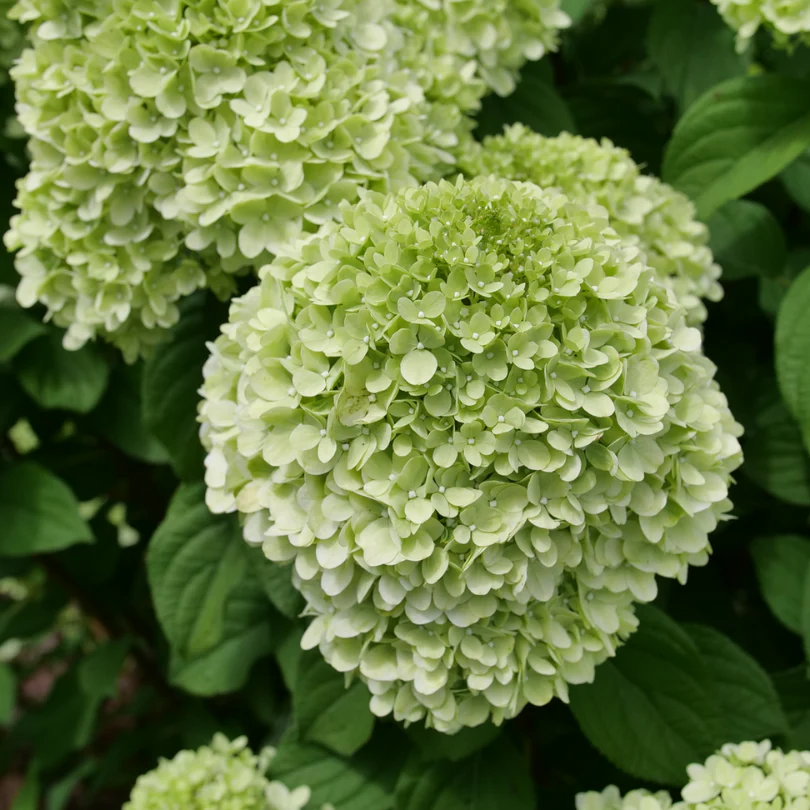 Powerball™ Panicle Hydrangea