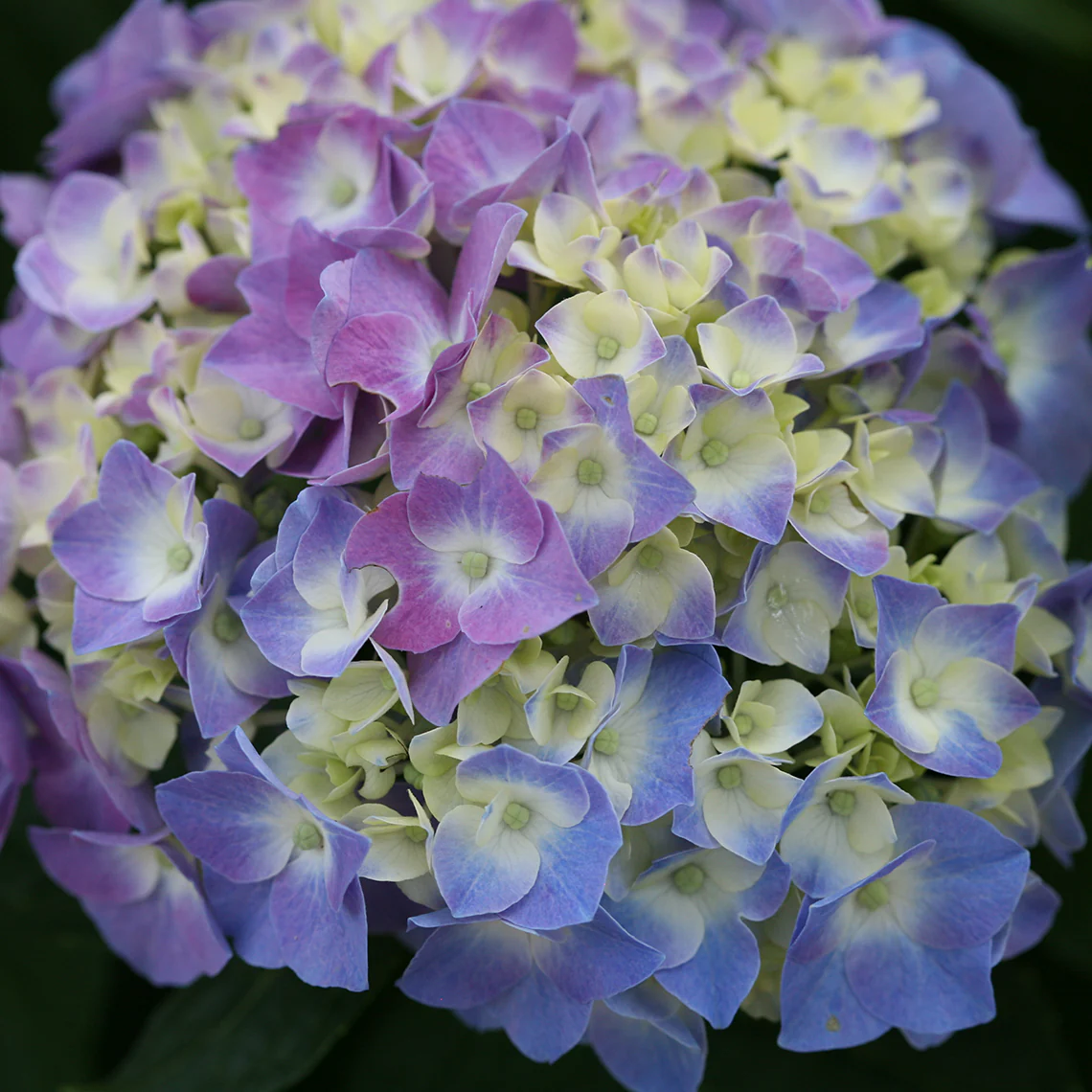 Let's Dance® Blue Jangles® Bigleaf Hydrangea 2 Let's Dance® Blue Jangles® Bigleaf Hydrangea