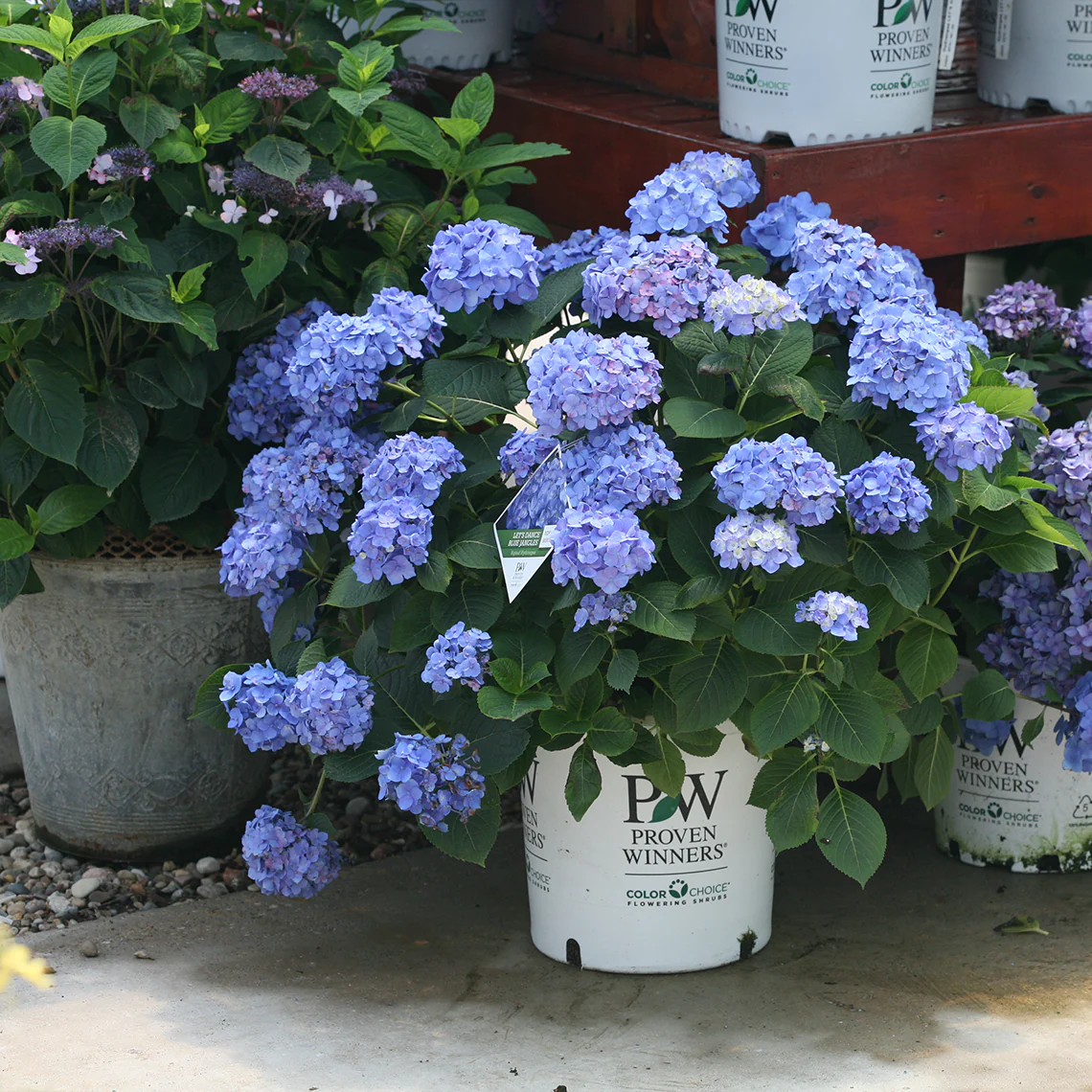 Let's Dance® Blue Jangles® Bigleaf Hydrangea 3 Let's Dance® Blue Jangles® Bigleaf Hydrangea