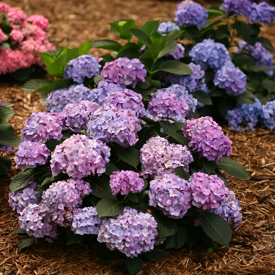 Let's Dance® Blue Jangles® Bigleaf Hydrangea 4 Let's Dance® Blue Jangles® Bigleaf Hydrangea