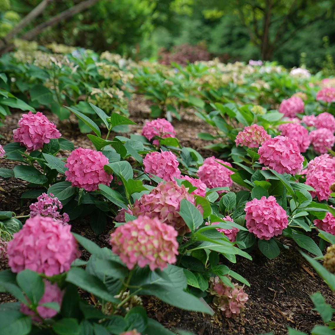 Let's Dance ¡Arriba!™ Bigleaf Hydrangea