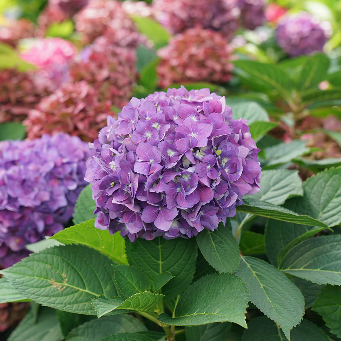 Let's Dance ¡Arriba!™ Bigleaf Hydrangea 2 Let's Dance ¡Arriba!™ Bigleaf Hydrangea