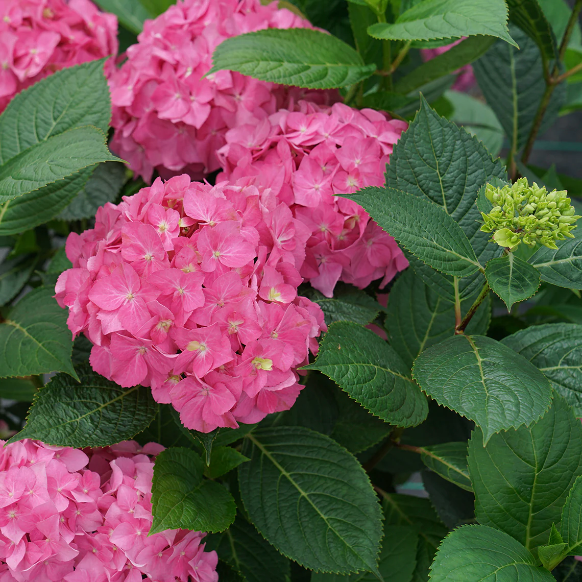 Let's Dance ¡Arriba!™ Bigleaf Hydrangea 3 Let's Dance ¡Arriba!™ Bigleaf Hydrangea