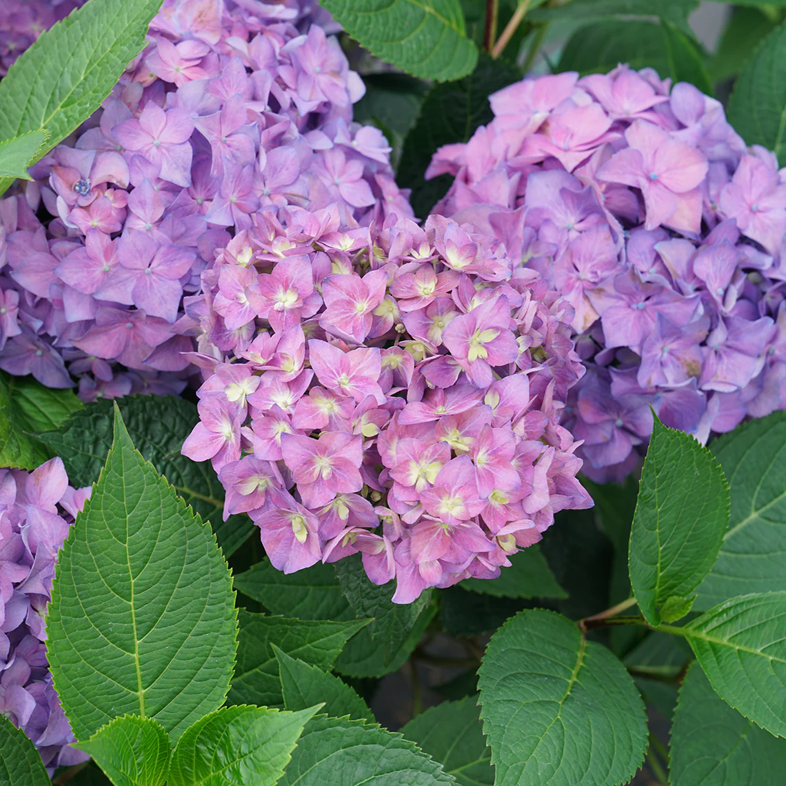 Let's Dance ¡Arriba!™ Bigleaf Hydrangea 4 Let's Dance ¡Arriba!™ Bigleaf Hydrangea