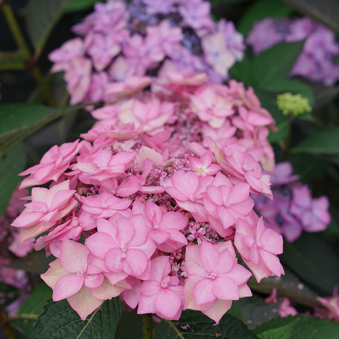 Let's Dance Can Do!® Bigleaf Hydrangea