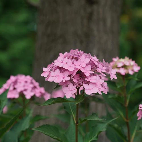 Let's Dance Can Do!® Bigleaf Hydrangea 2 Let's Dance Can Do!® Bigleaf Hydrangea