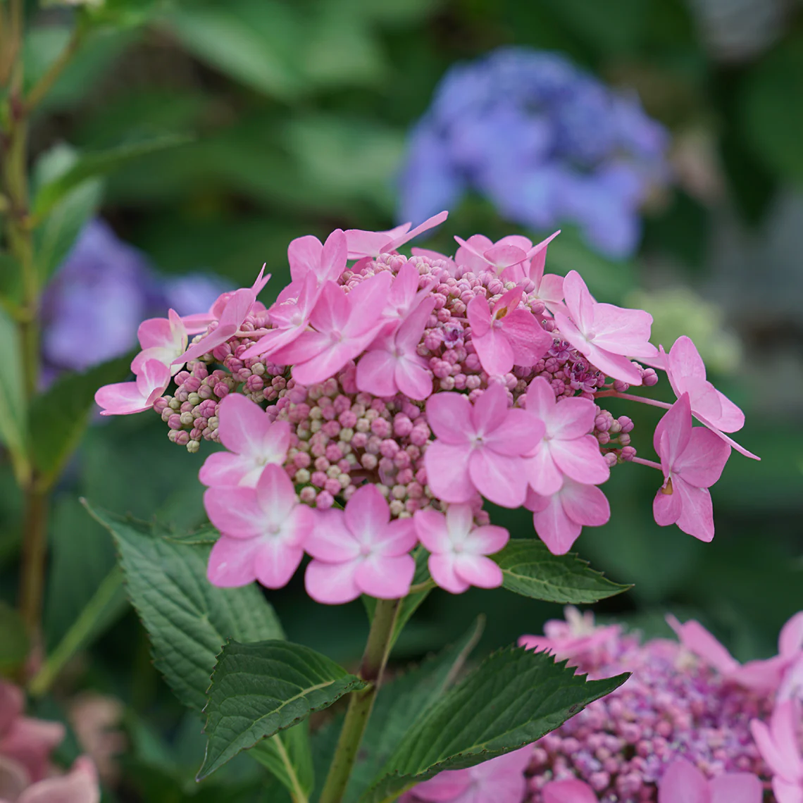 Let's Dance Can Do!® Bigleaf Hydrangea 3 Let's Dance Can Do!® Bigleaf Hydrangea