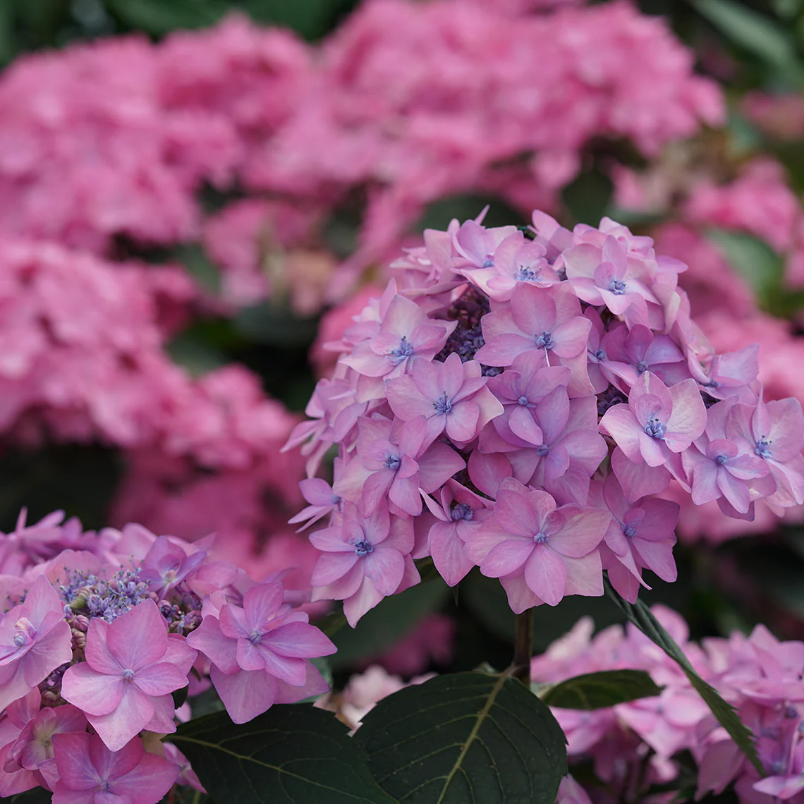 Let's Dance Can Do!® Bigleaf Hydrangea 4 Let's Dance Can Do!® Bigleaf Hydrangea