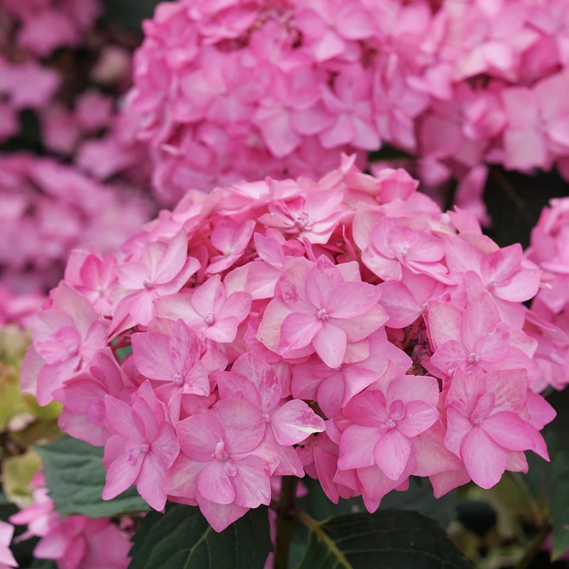 Let's Dance Can Do!® Bigleaf Hydrangea 5 Let's Dance Can Do!® Bigleaf Hydrangea
