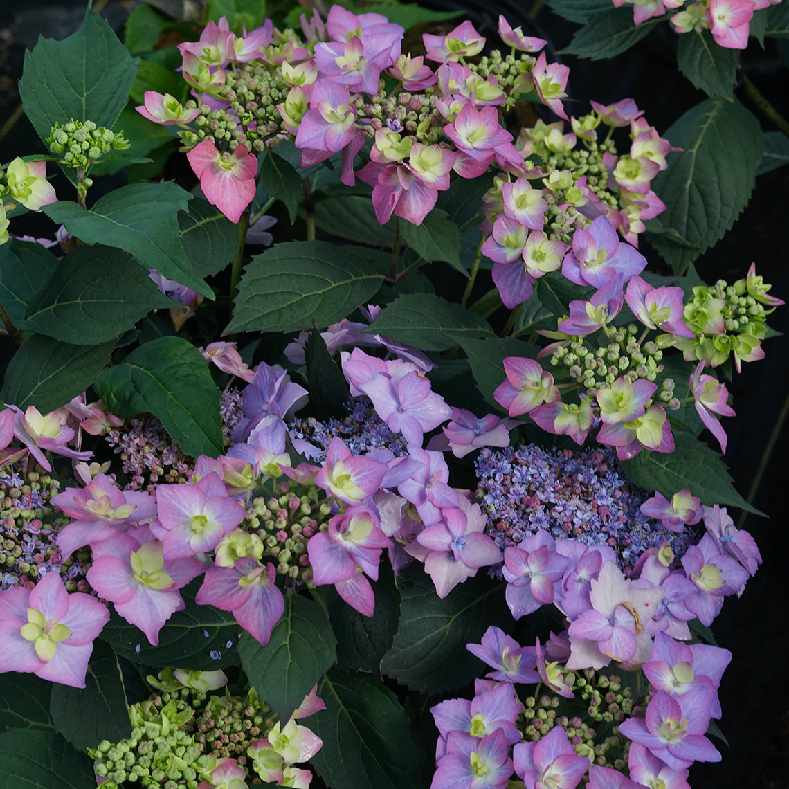 Let's Dance Can Do!® Bigleaf Hydrangea 6 Let's Dance Can Do!® Bigleaf Hydrangea