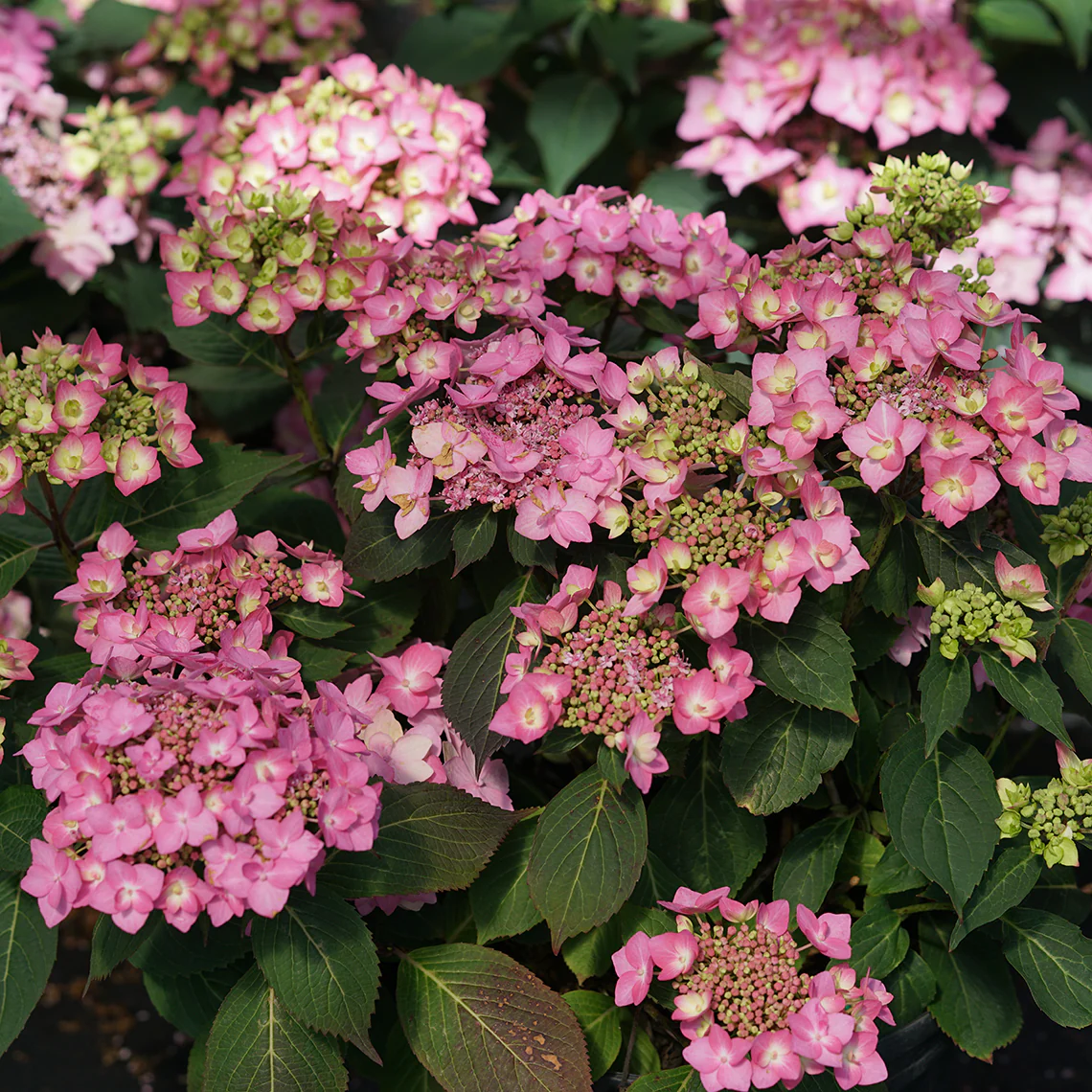 Let's Dance Can Do!® Bigleaf Hydrangea 7 Let's Dance Can Do!® Bigleaf Hydrangea