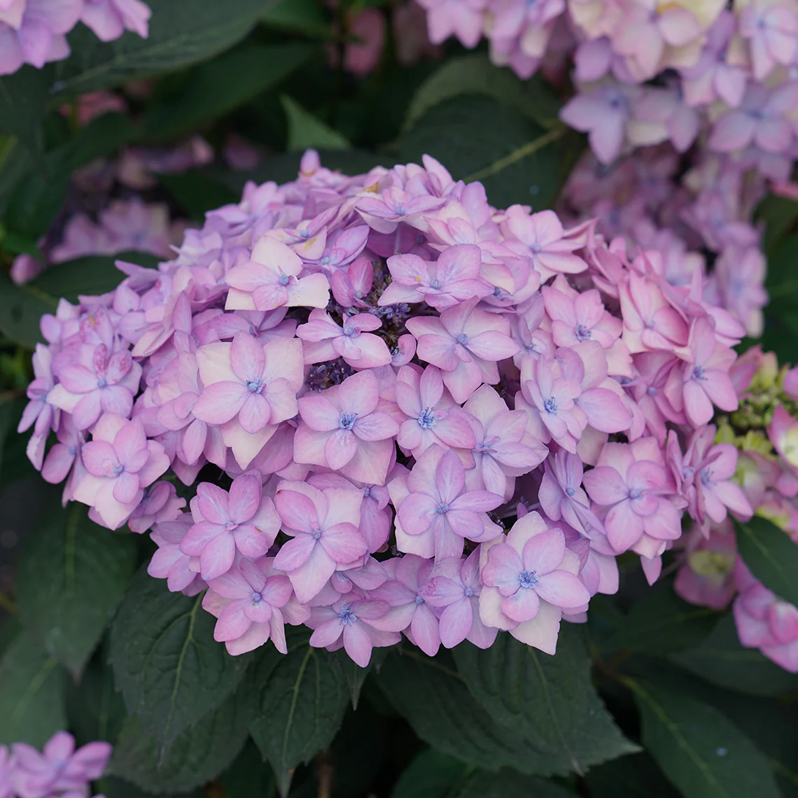 Let's Dance Can Do!® Bigleaf Hydrangea 8 Let's Dance Can Do!® Bigleaf Hydrangea