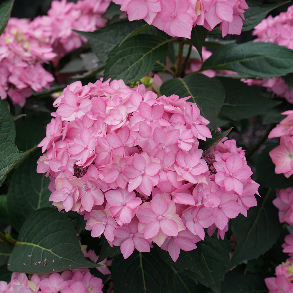 Let's Dance Can Do!® Bigleaf Hydrangea 9 Let's Dance Can Do!® Bigleaf Hydrangea