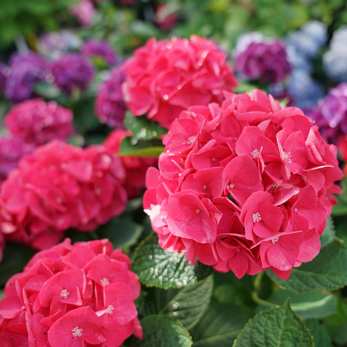 Wee Bit Giddy® Bigleaf Hydrangea