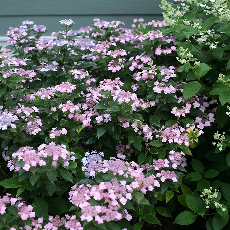 Tiny Tuff Stuff™ Mountain Hydrangea