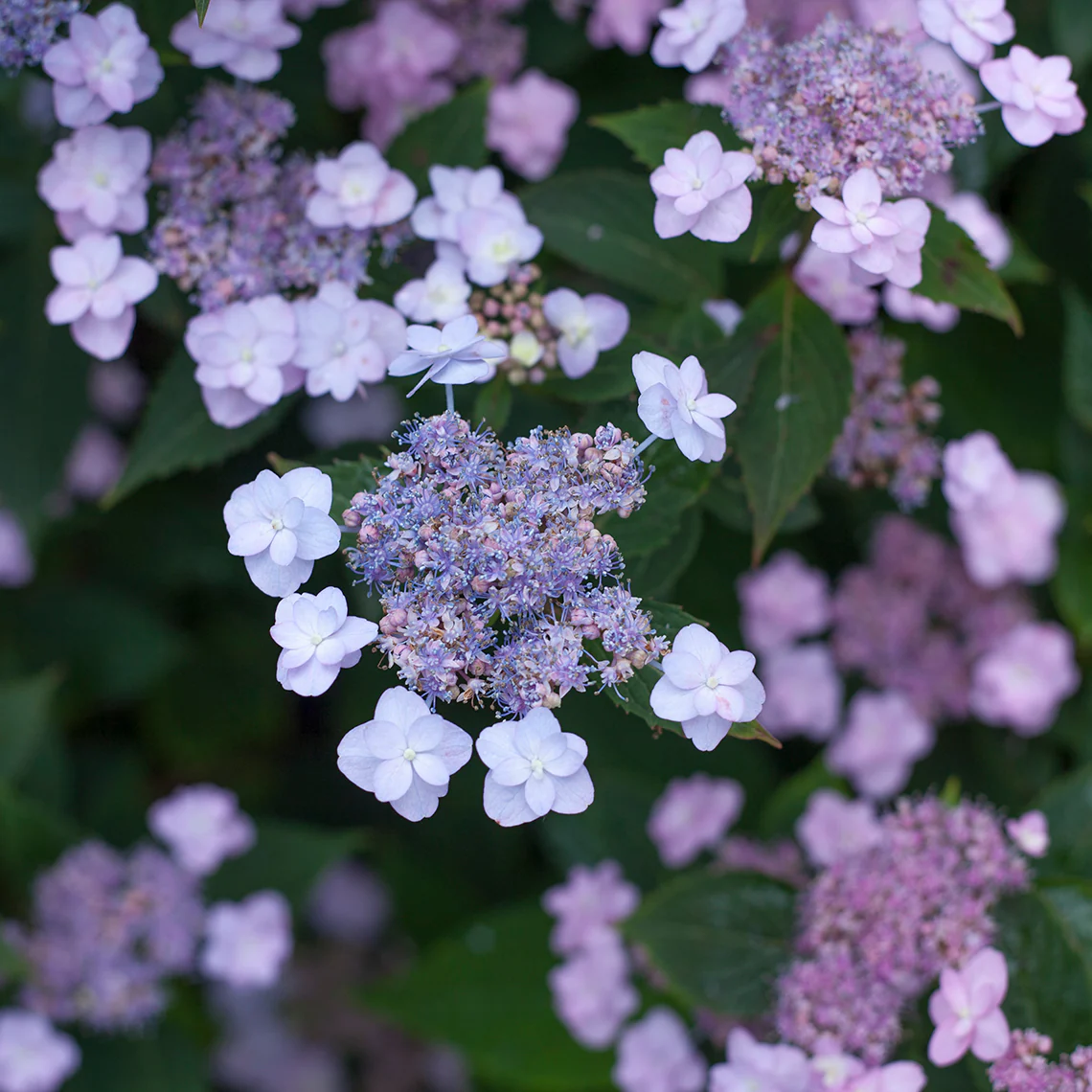 Tiny Tuff Stuff™ Mountain Hydrangea 3 Tiny Tuff Stuff™ Mountain Hydrangea