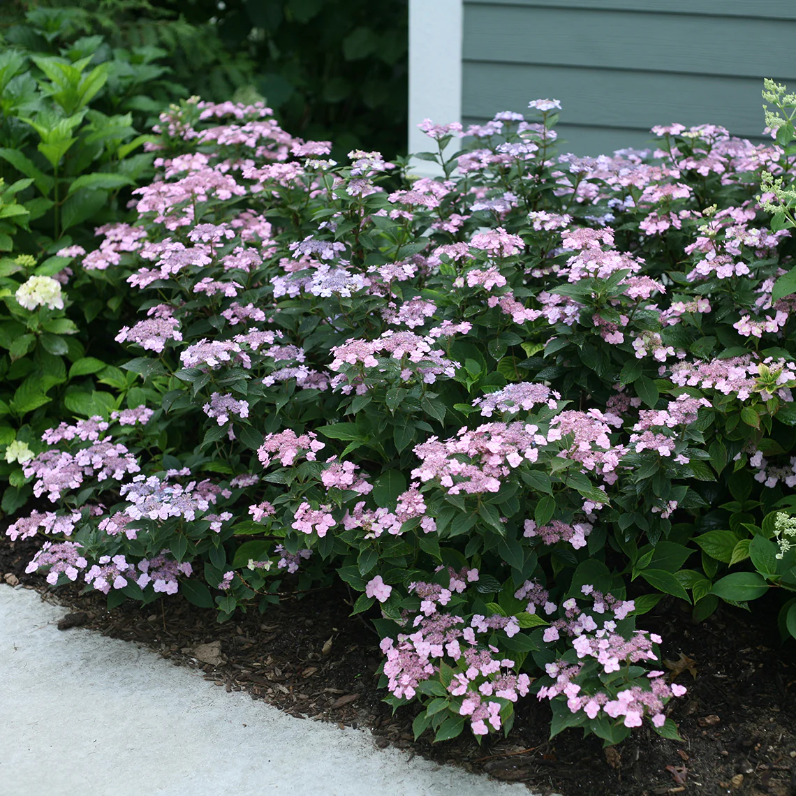 Tiny Tuff Stuff™ Mountain Hydrangea 4 Tiny Tuff Stuff™ Mountain Hydrangea