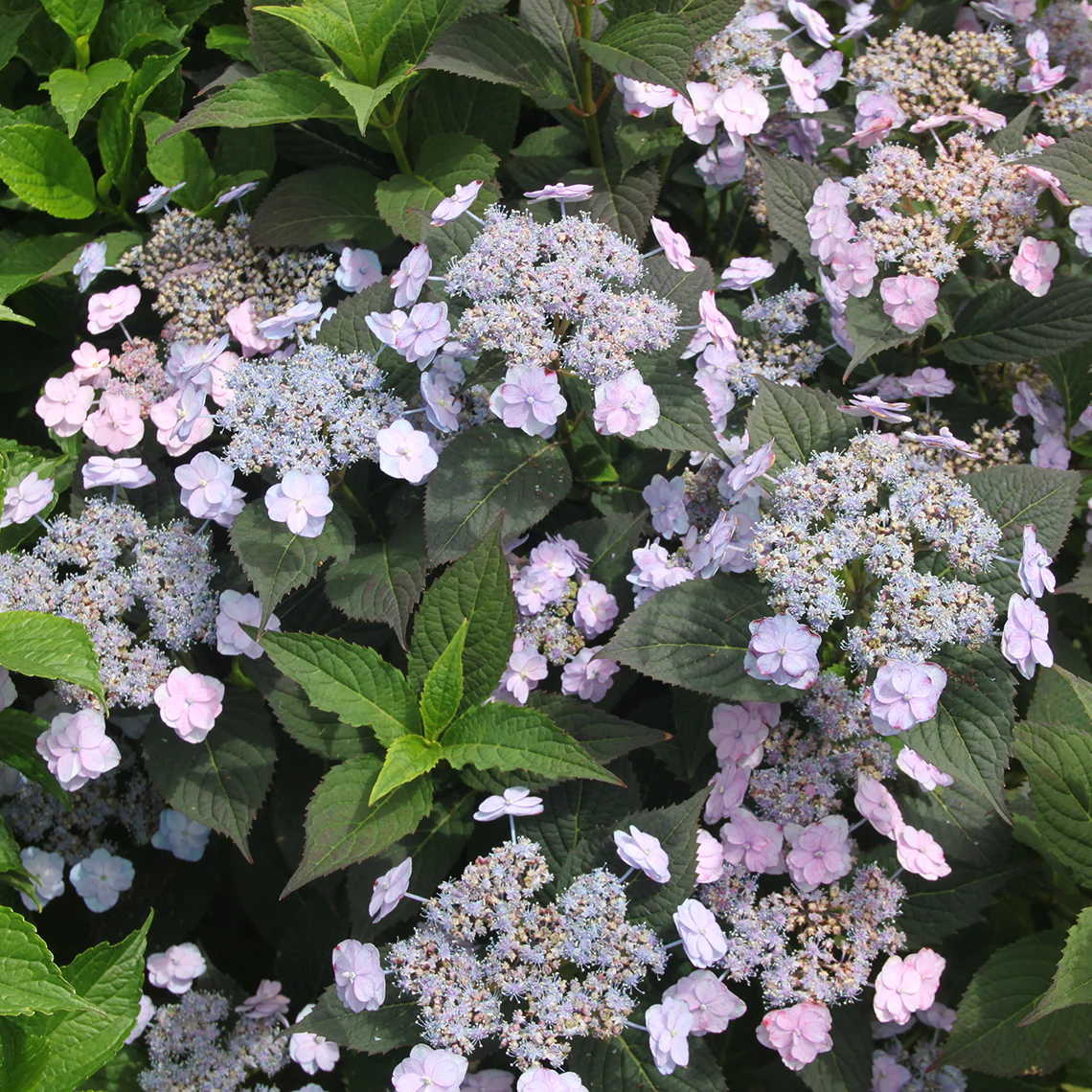 Tiny Tuff Stuff™ Mountain Hydrangea 5 Tiny Tuff Stuff™ Mountain Hydrangea