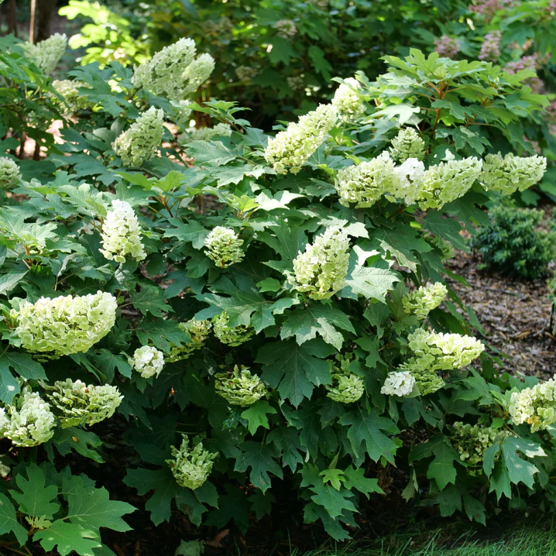 Gatsby Glow Ball™ Oakleaf Hydrangea