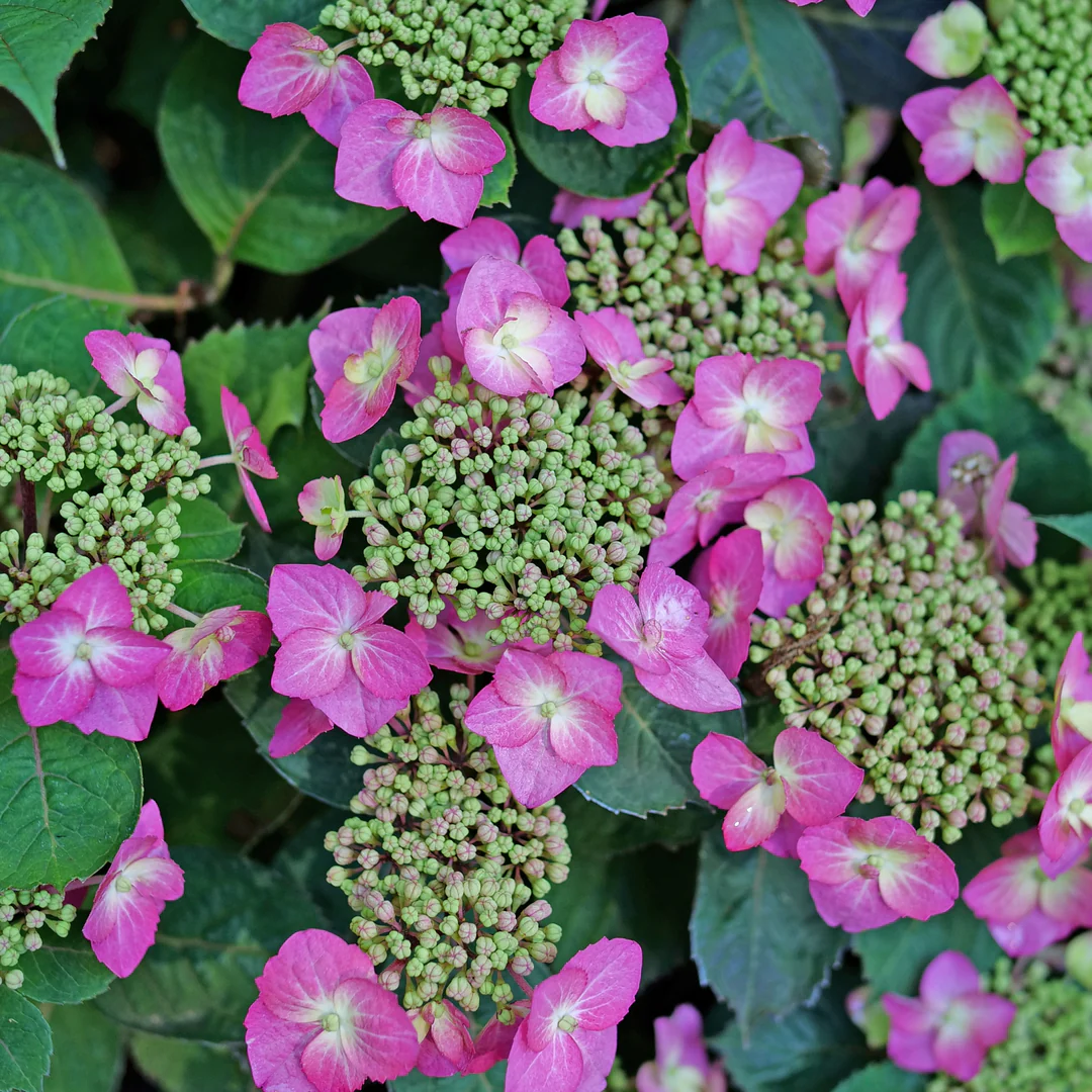Tuff Stuff Top Fun® Mountain Hydrangea 2 Tuff Stuff Top Fun® Mountain Hydrangea