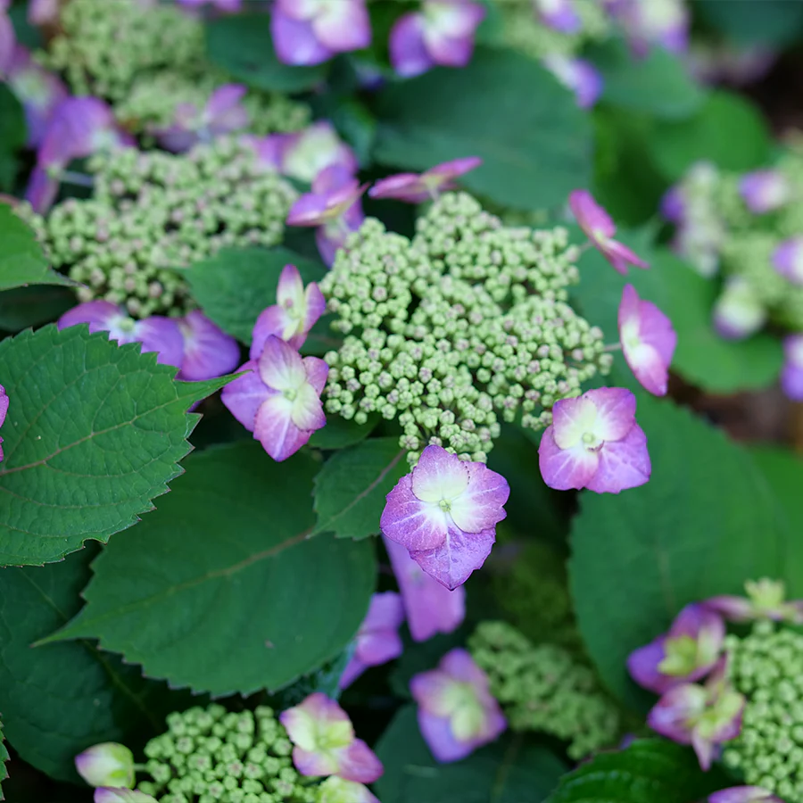 Tuff Stuff Top Fun® Mountain Hydrangea 3 Tuff Stuff Top Fun® Mountain Hydrangea