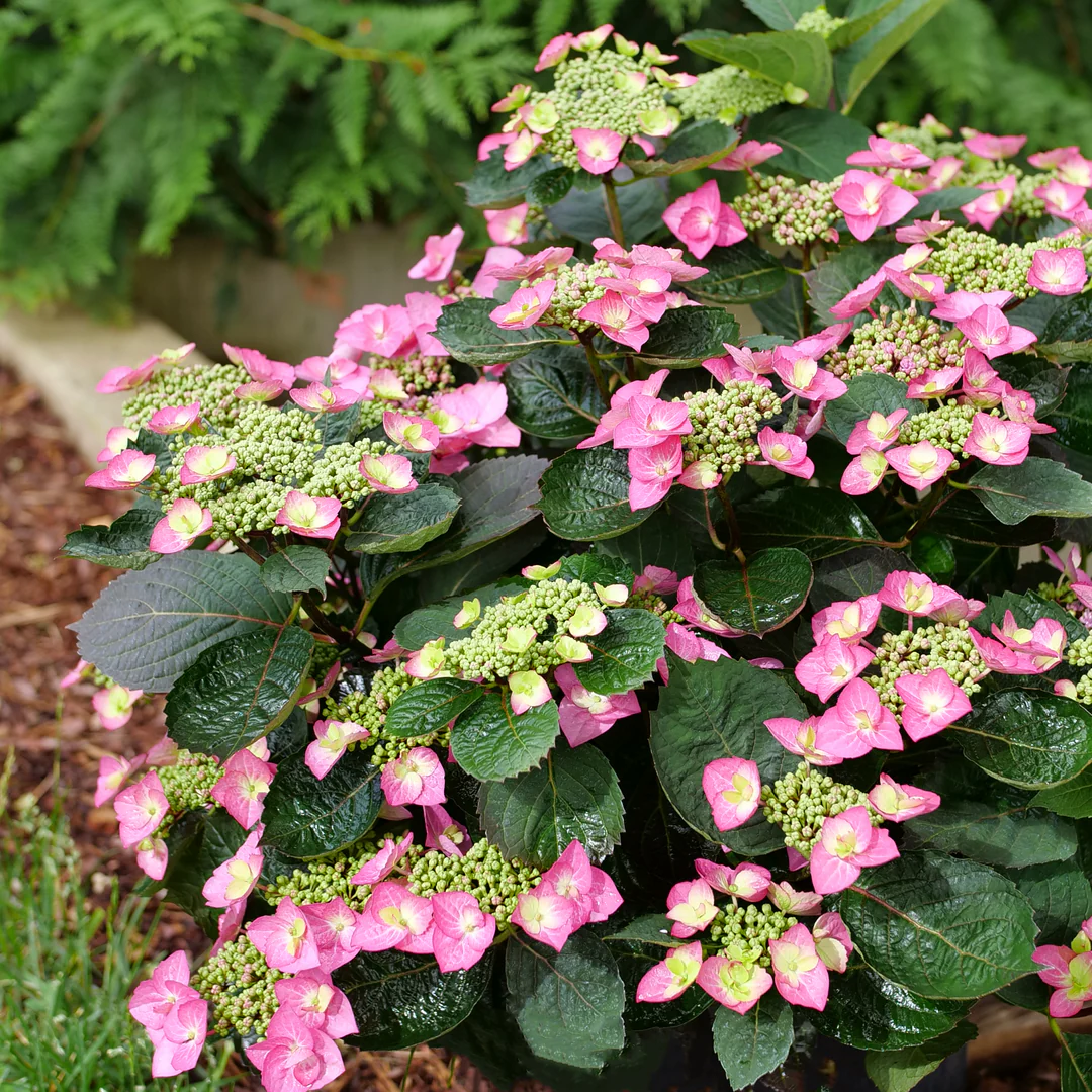 Tuff Stuff Top Fun® Mountain Hydrangea 4 Tuff Stuff Top Fun® Mountain Hydrangea