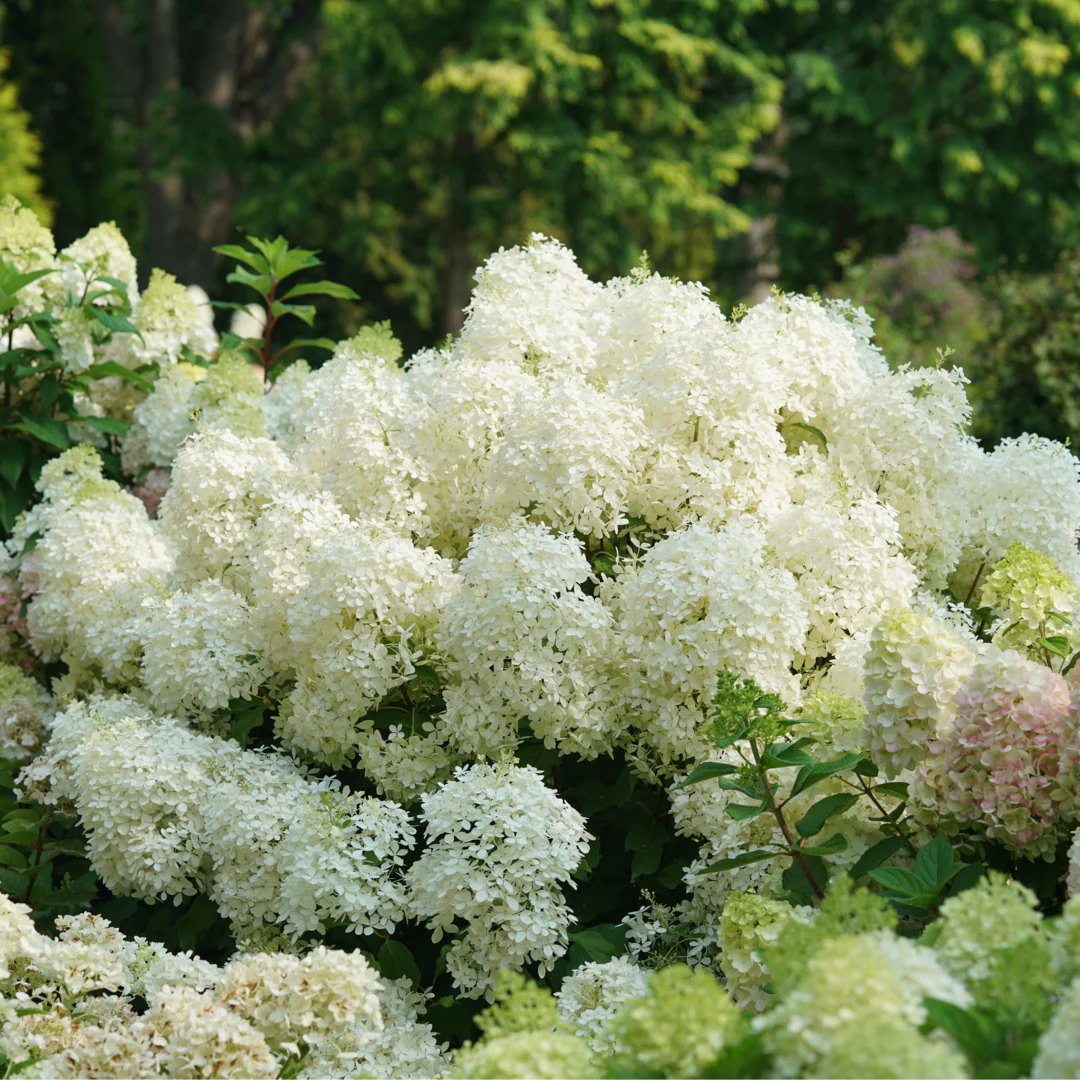 Puffer Fish® Panicle Hydrangea 2 Puffer Fish® Panicle Hydrangea