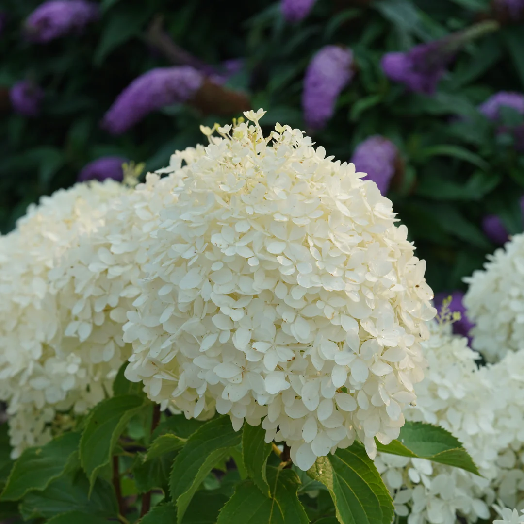 Puffer Fish® Panicle Hydrangea 3 Puffer Fish® Panicle Hydrangea