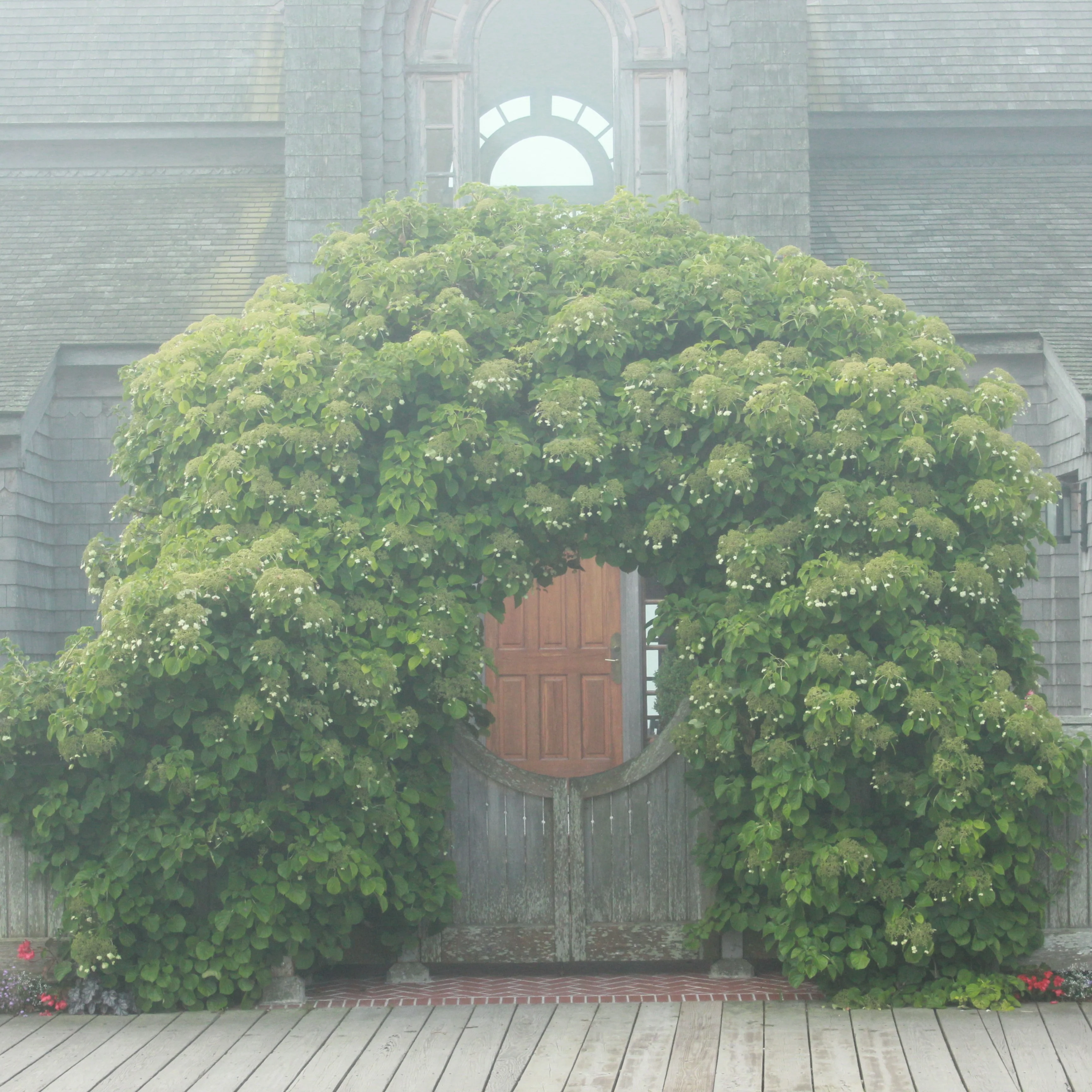 Climbing Hydrangea 2 Climbing Hydrangea