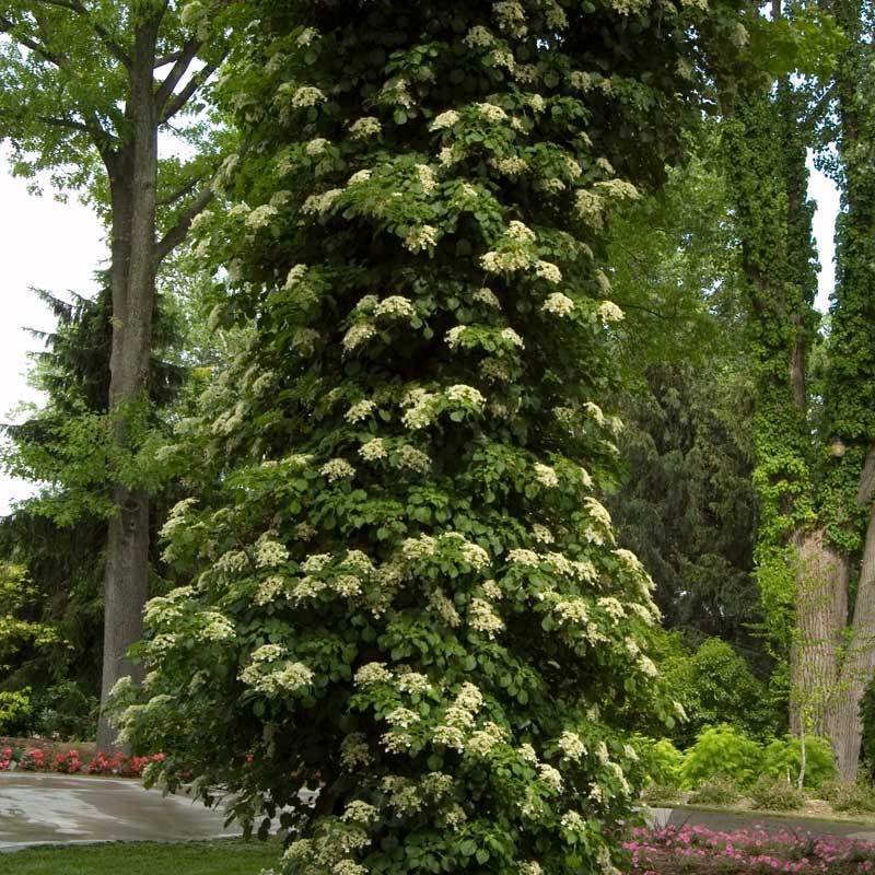 Climbing Hydrangea 3 Climbing Hydrangea