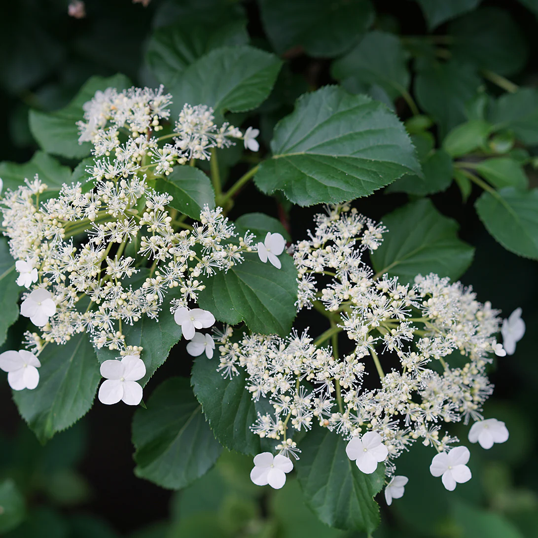 Climbing Hydrangea 4 Climbing Hydrangea