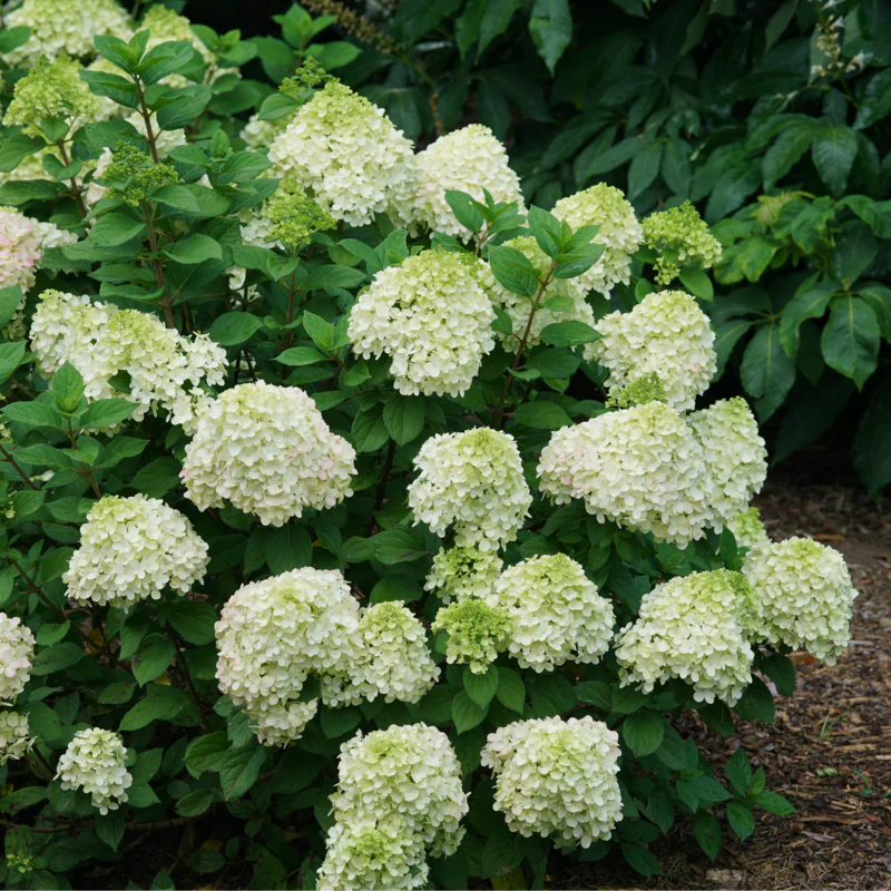 Little Lime Punch® Panicle Hydrangea 2 Little Lime Punch® Panicle Hydrangea