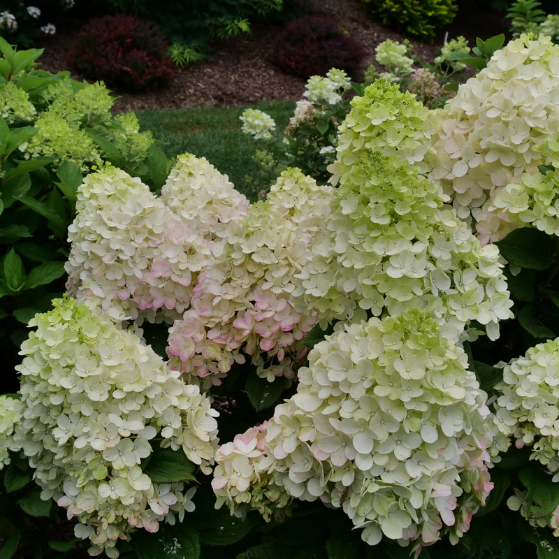 Little Lime Punch® Panicle Hydrangea 3 Little Lime Punch® Panicle Hydrangea