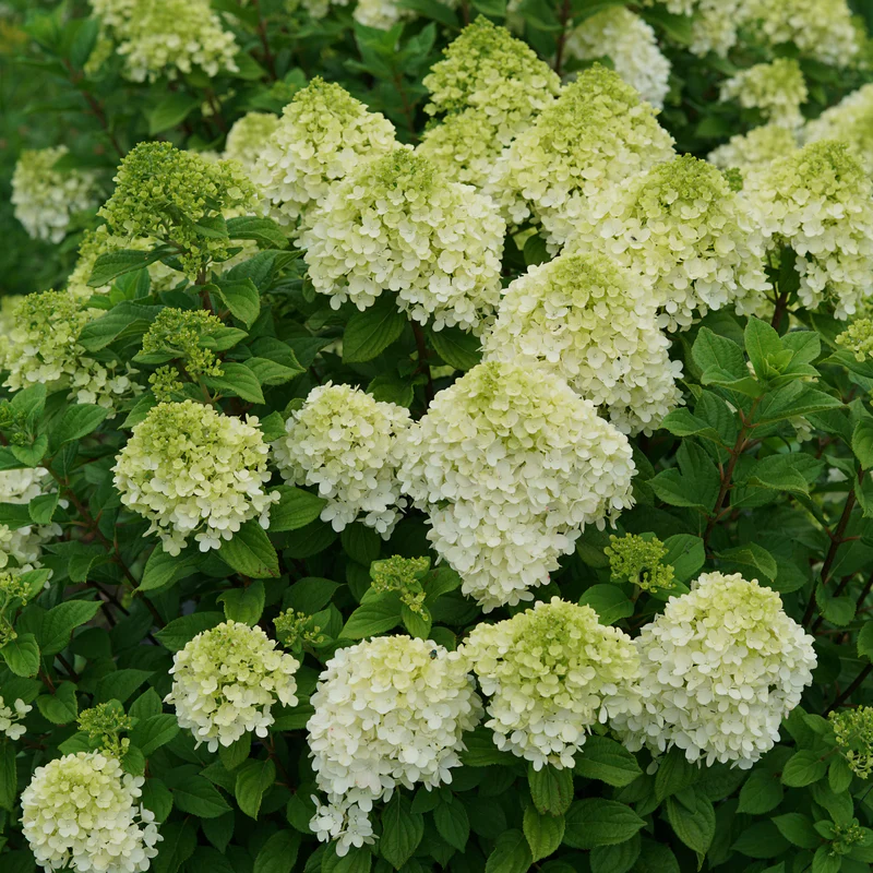 Little Lime Punch® Panicle Hydrangea 4 Little Lime Punch® Panicle Hydrangea