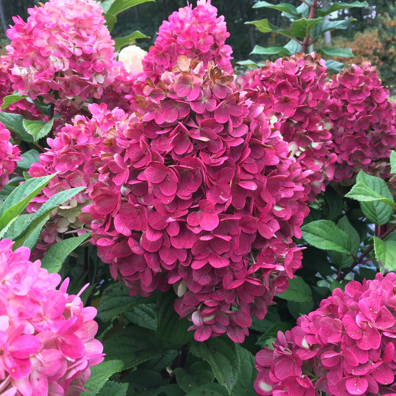 Little Lime Punch® Panicle Hydrangea 5 Little Lime Punch® Panicle Hydrangea