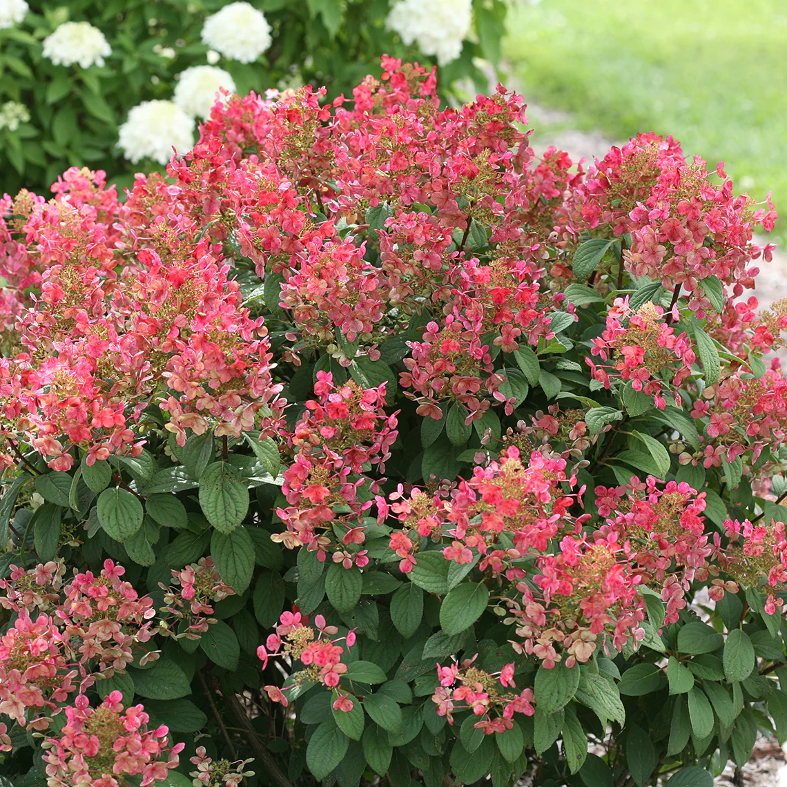 Little Quick Fire® Panicle Hydrangea