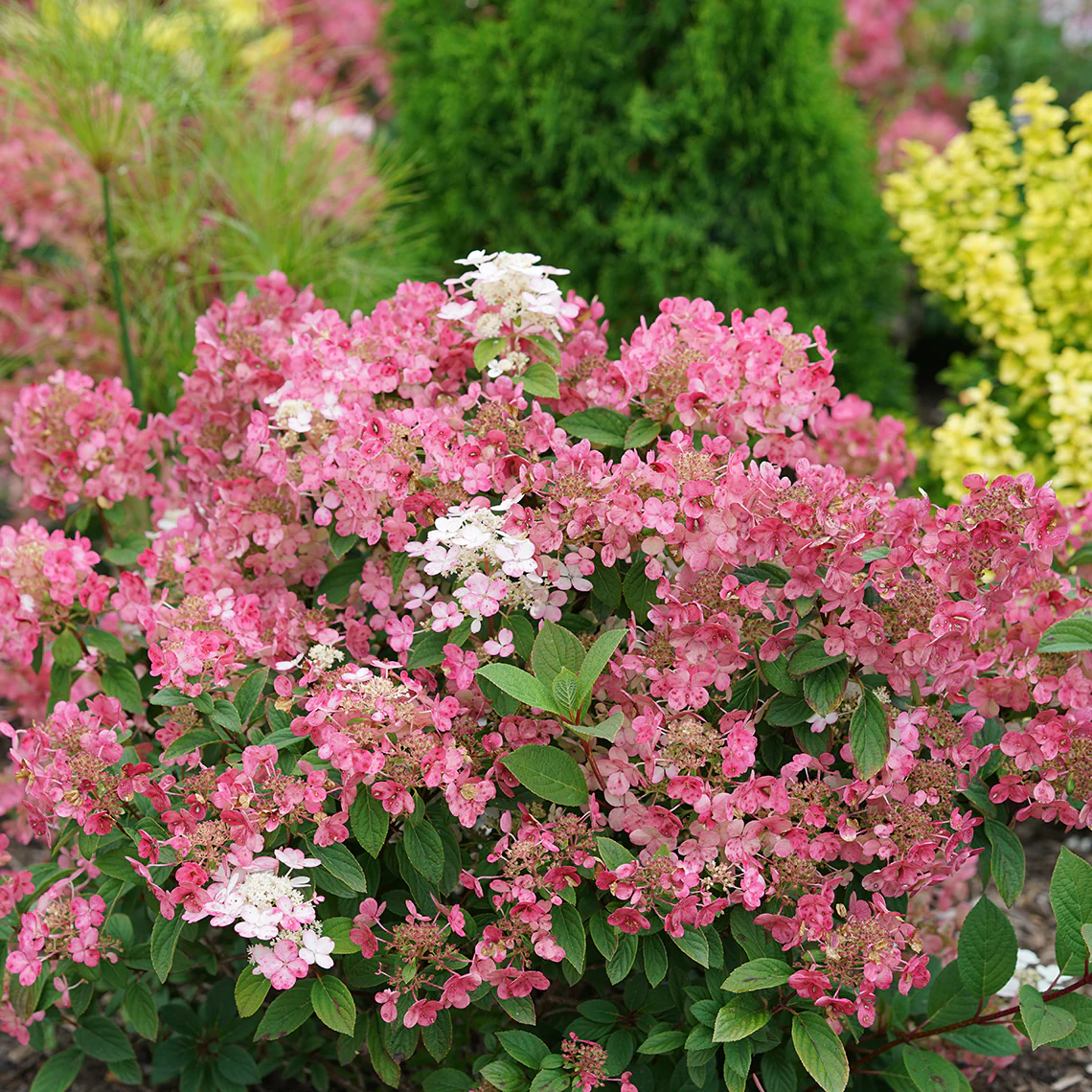 Little Quick Fire® Panicle Hydrangea 2 Little Quick Fire® Panicle Hydrangea