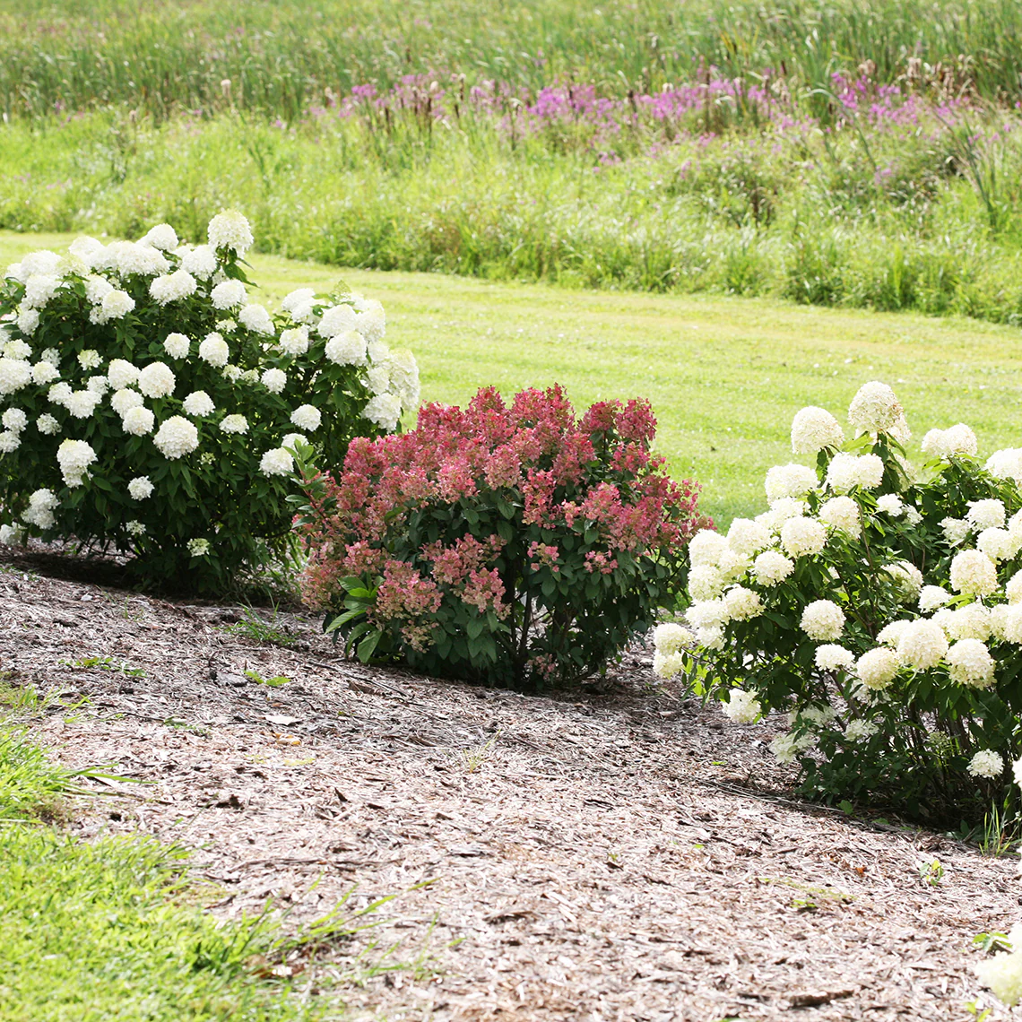 Little Quick Fire® Panicle Hydrangea 4 Little Quick Fire® Panicle Hydrangea
