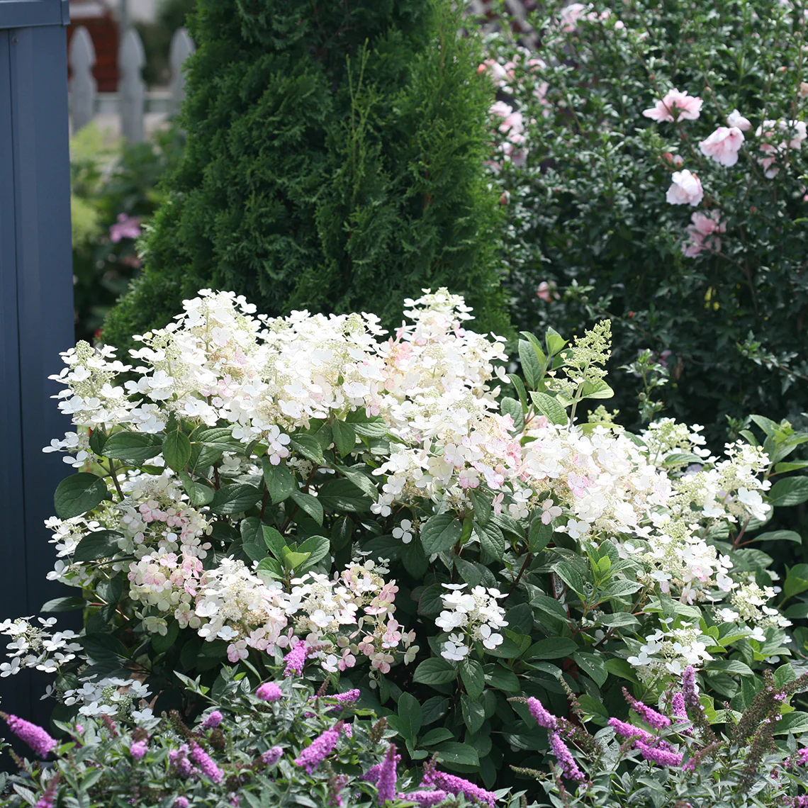 Little Quick Fire® Panicle Hydrangea 5 Little Quick Fire® Panicle Hydrangea