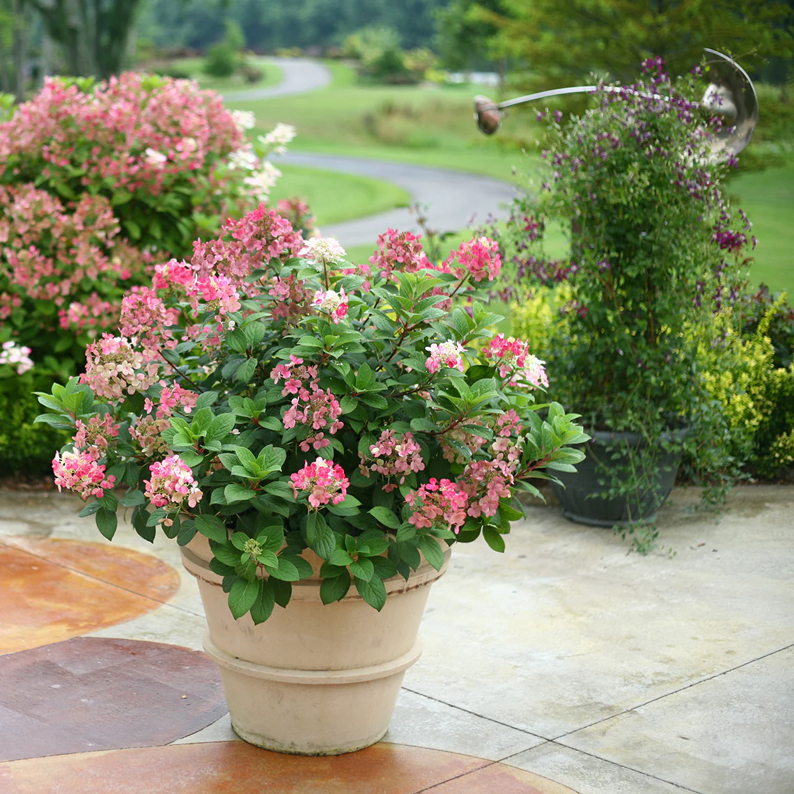 Little Quick Fire® Panicle Hydrangea 6 Little Quick Fire® Panicle Hydrangea