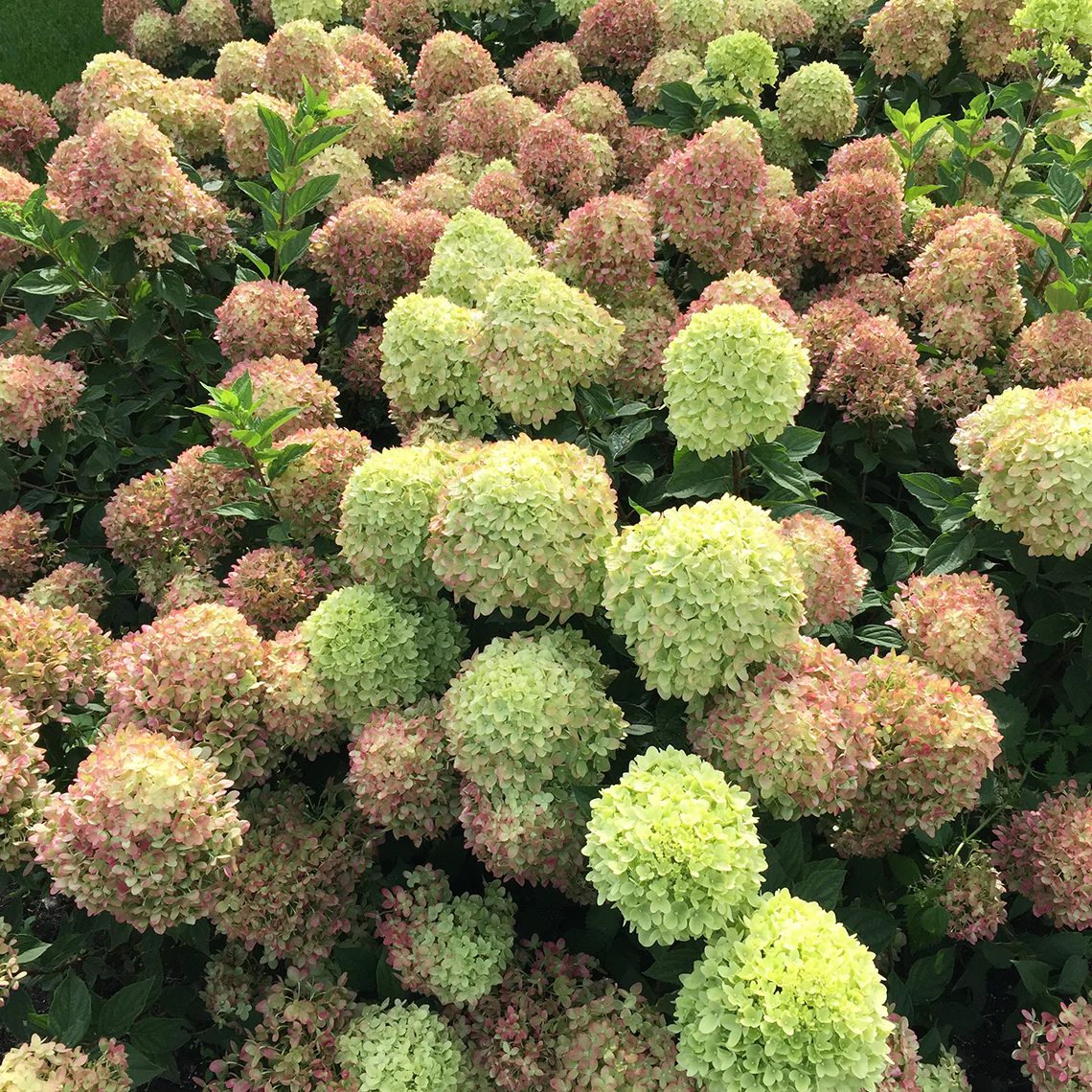 Little Lime® Panicle Hydrangea 2 Little Lime® Panicle Hydrangea