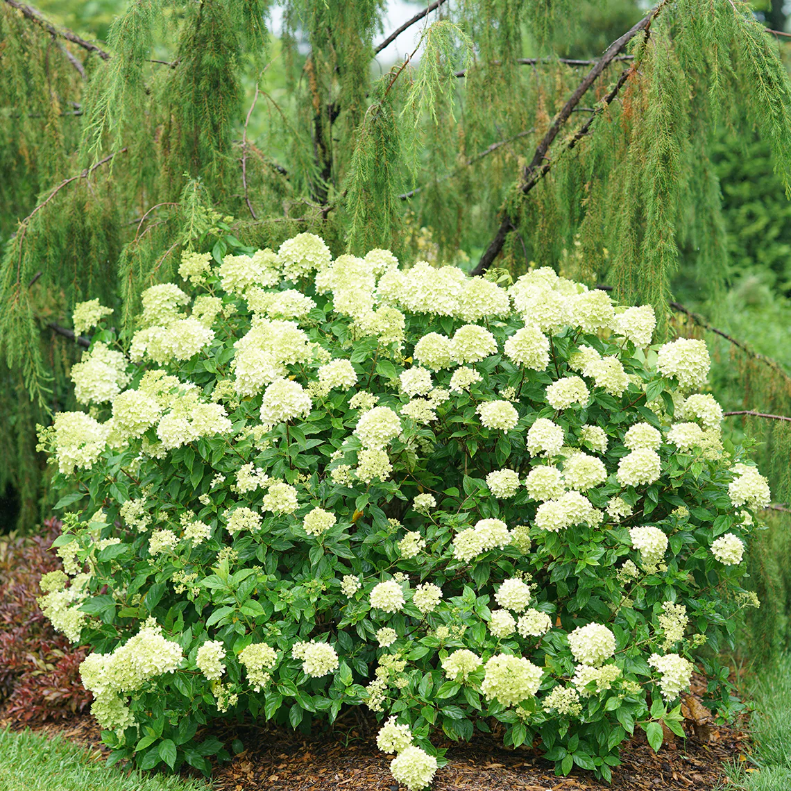 Little Lime® Panicle Hydrangea 3 Little Lime® Panicle Hydrangea