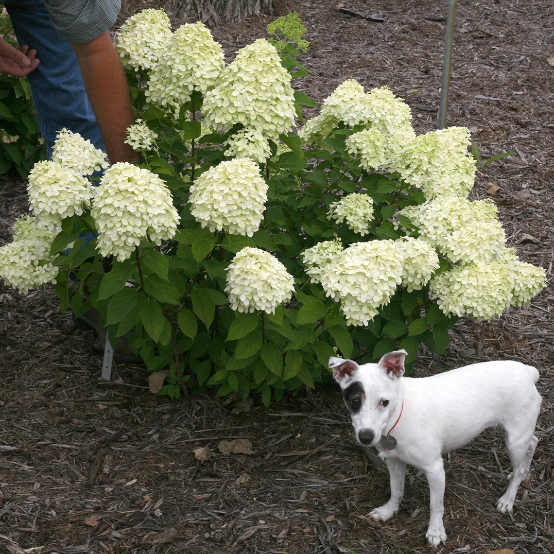 Little Lime® Panicle Hydrangea 4 Little Lime® Panicle Hydrangea