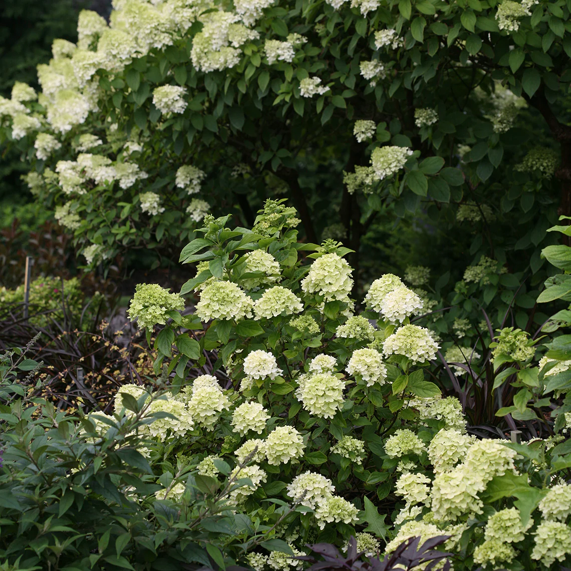 Little Lime® Panicle Hydrangea 5 Little Lime® Panicle Hydrangea
