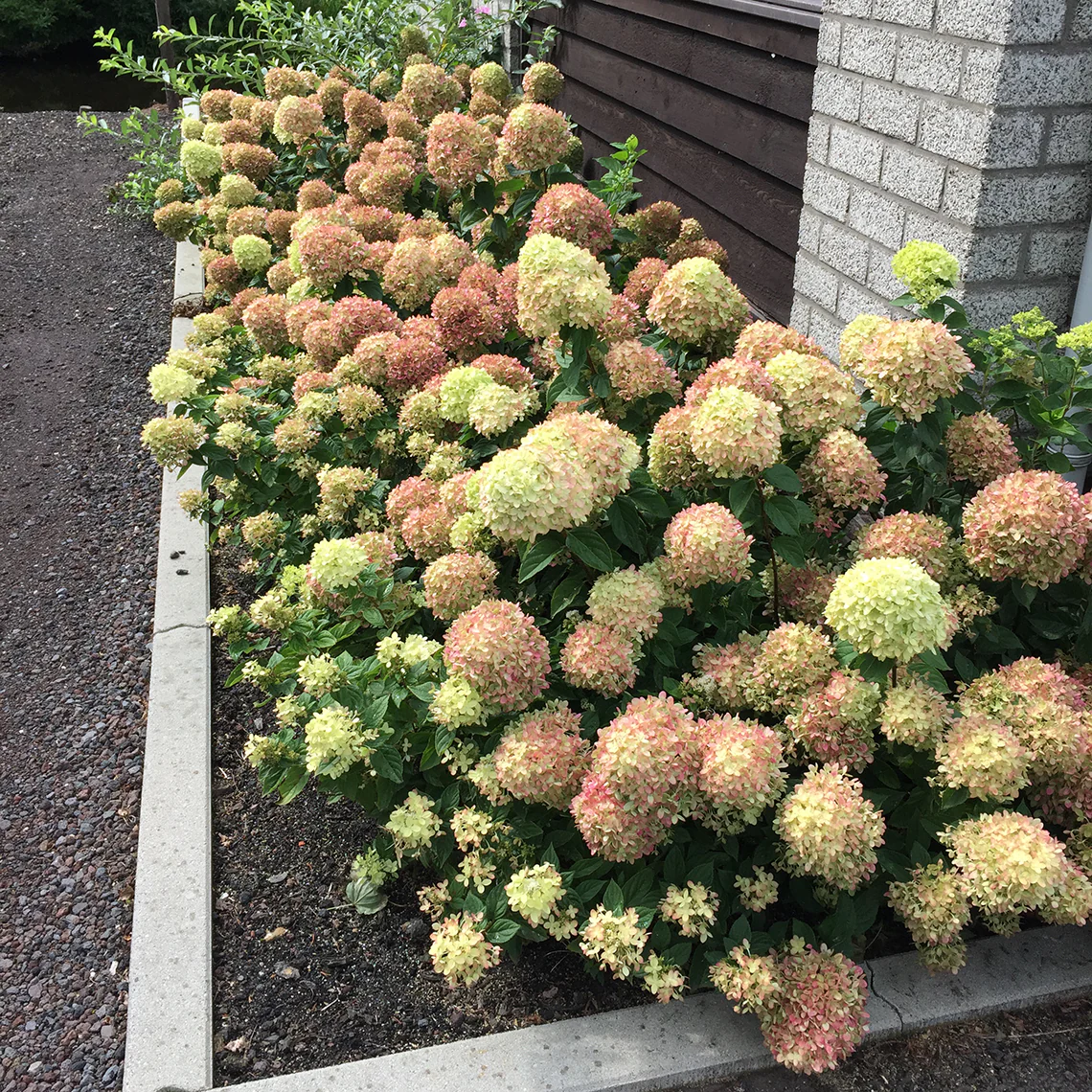 Little Lime® Panicle Hydrangea 6 Little Lime® Panicle Hydrangea
