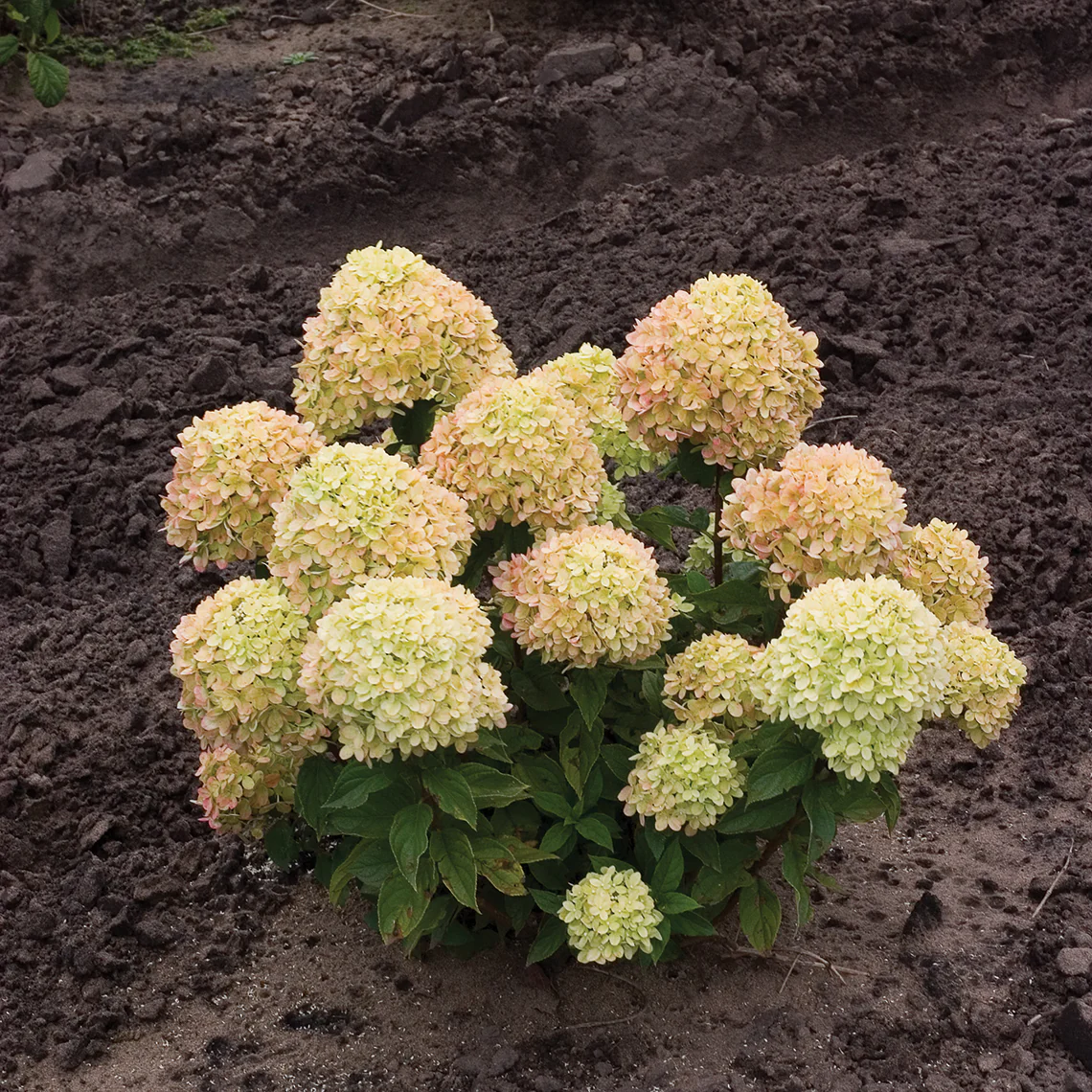 Little Lime® Panicle Hydrangea 7 Little Lime® Panicle Hydrangea