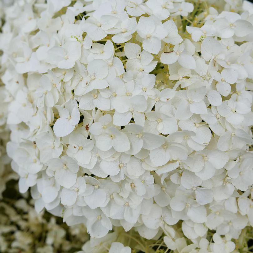 Invincibelle Wee White 2.0 Smooth Hydrangea 2 Invincibelle Wee White 2.0 Smooth Hydrangea