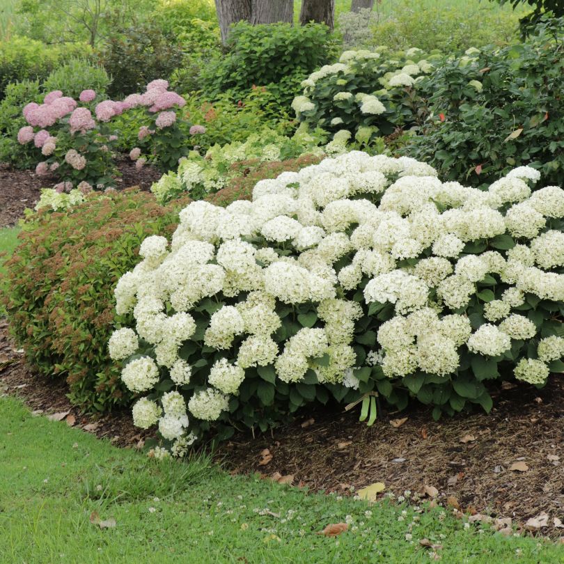 Invincibelle Wee White 2.0 Smooth Hydrangea 3 Invincibelle Wee White 2.0 Smooth Hydrangea