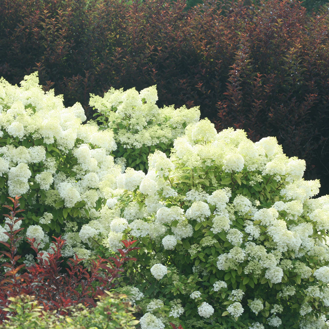 Bobo® Panicle Hydrangea